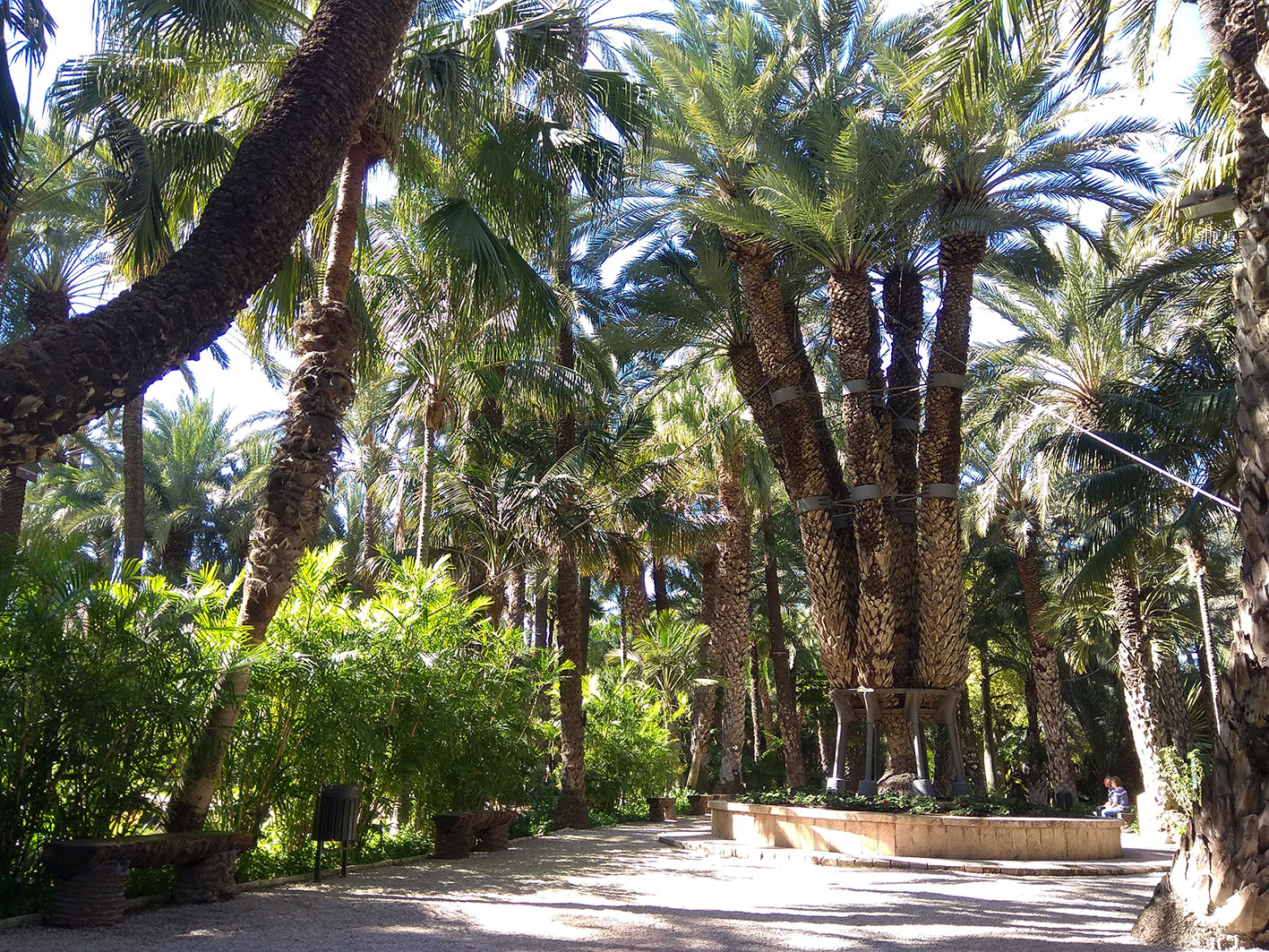 palmera_imperial