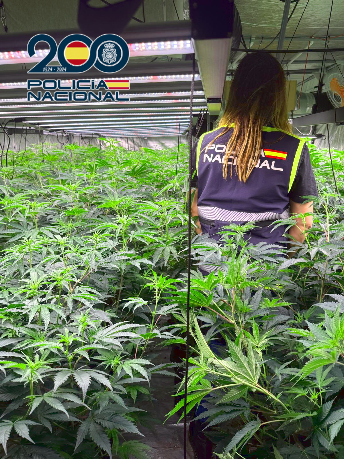 FOTO PLANTACIÓN marihuana