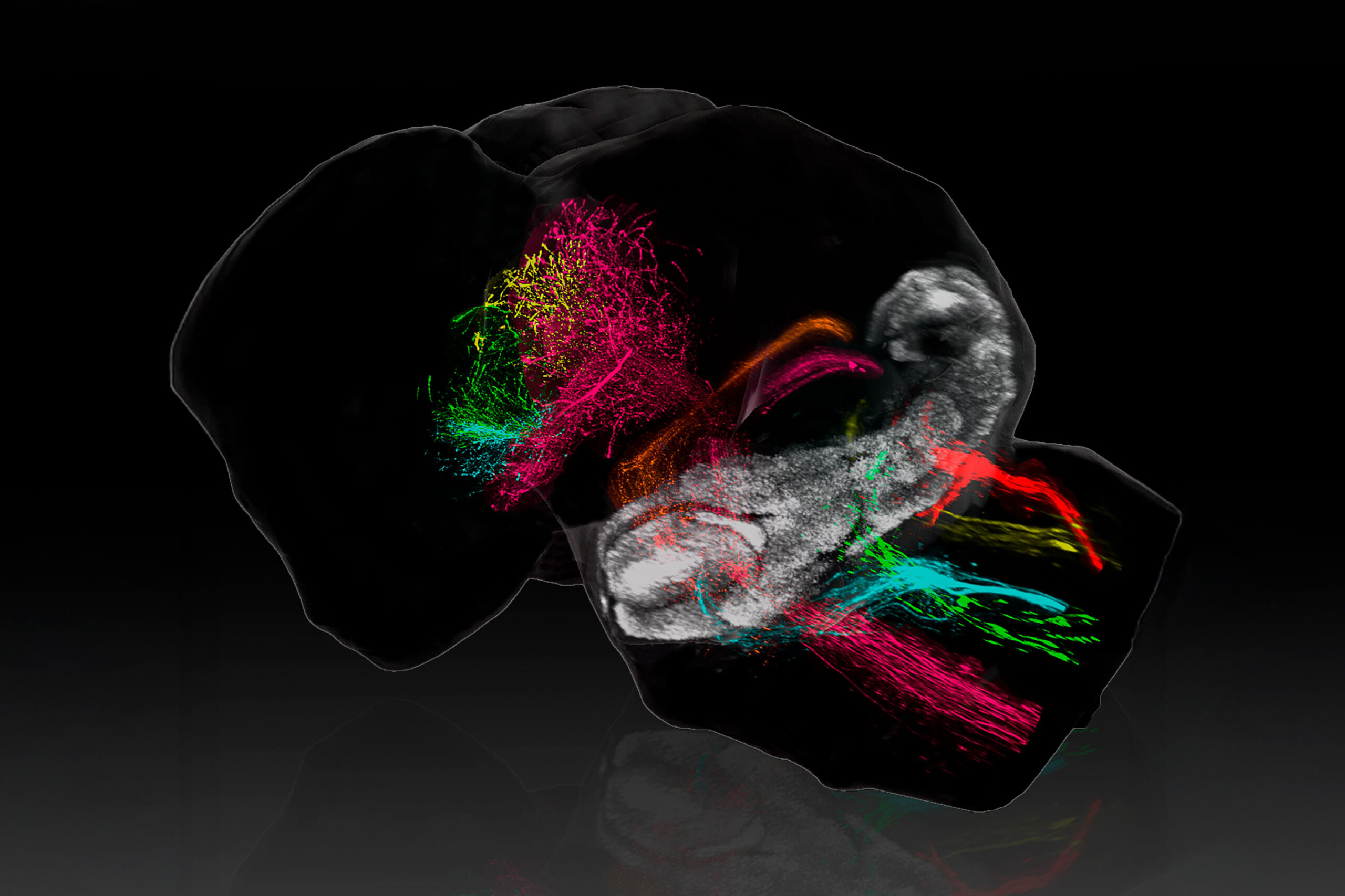 Murcia-Ramón-et-al-02