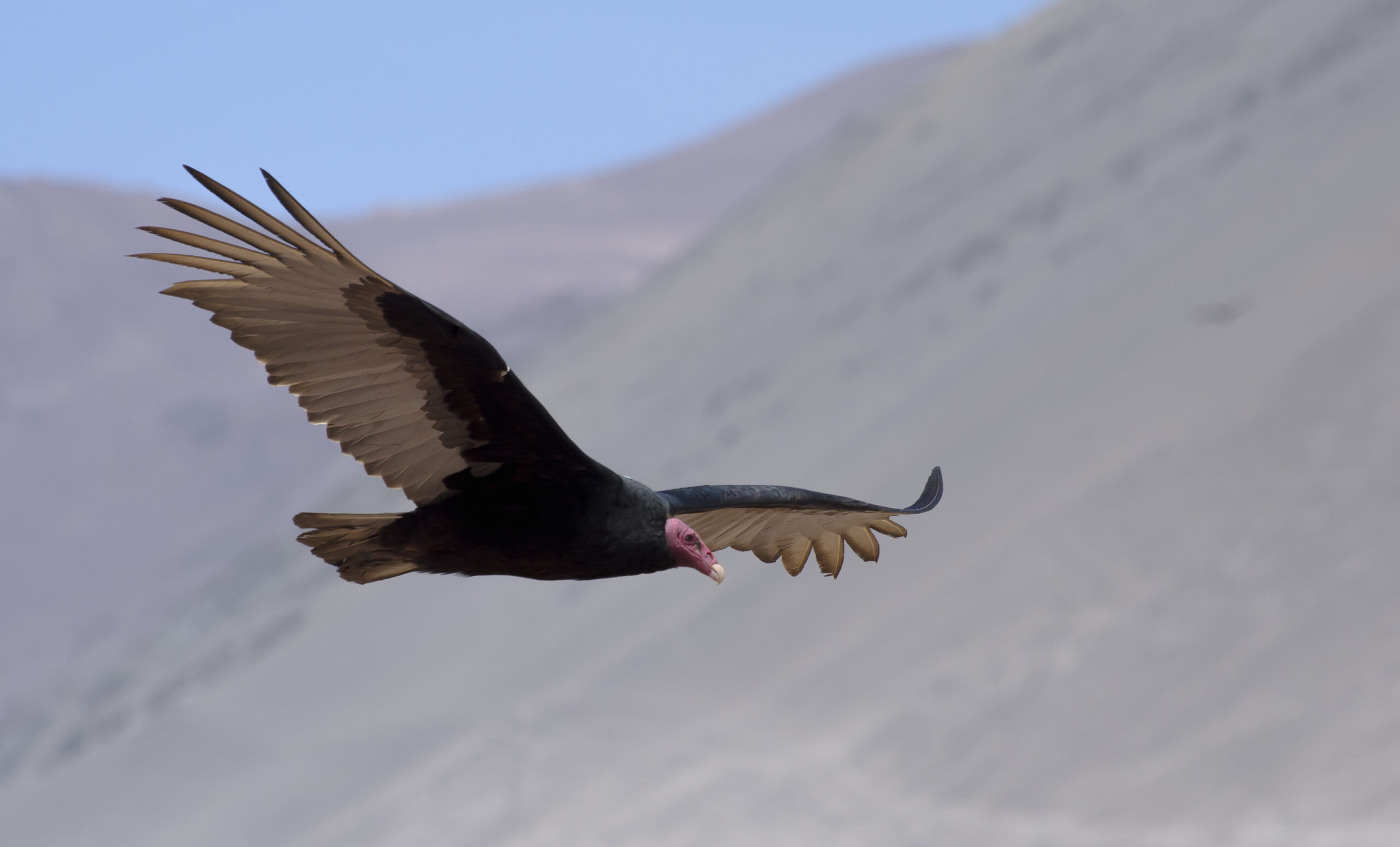 15-01-26-estudio energía eólica (2)