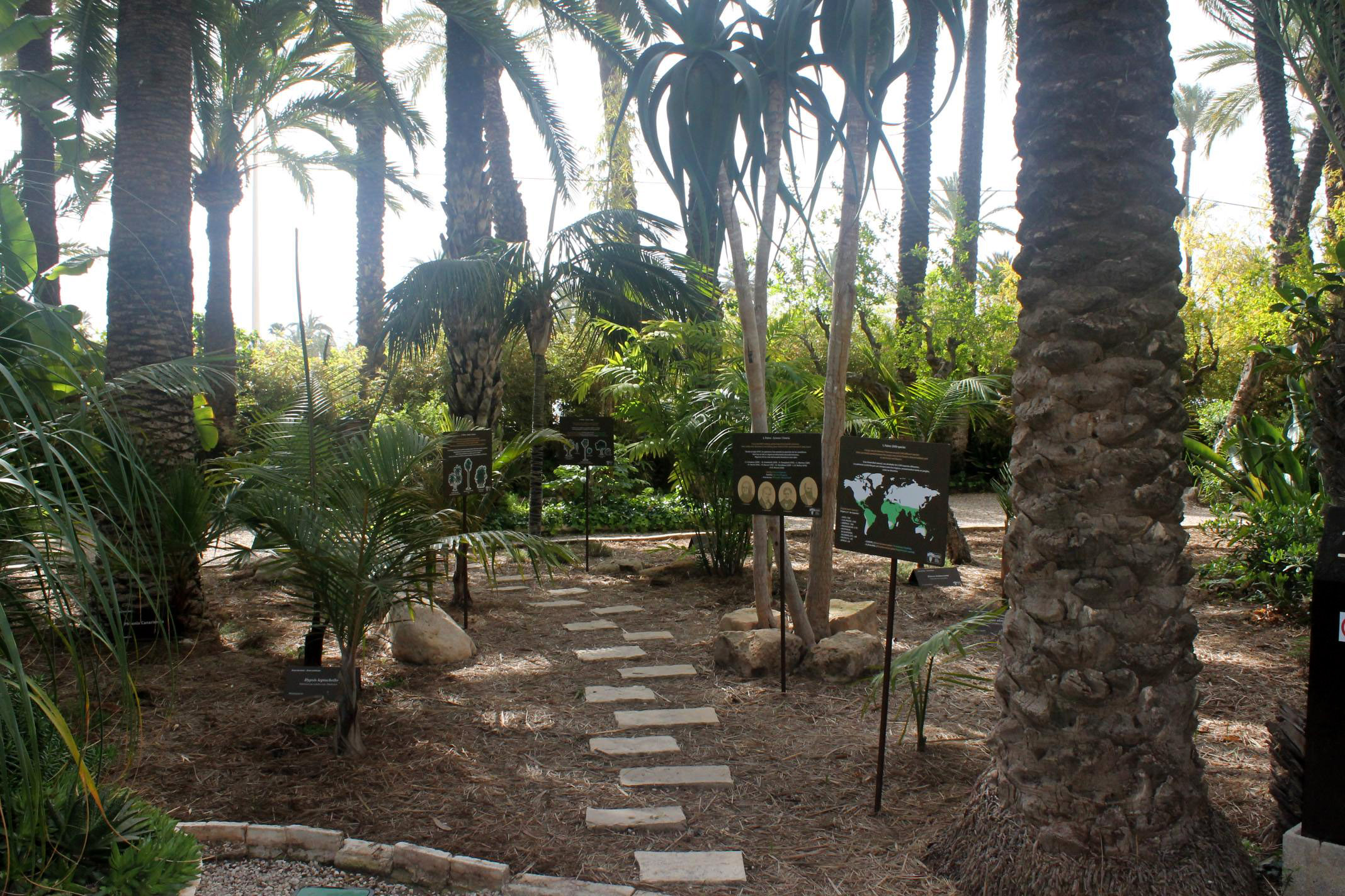 academia_palmeras_HdC_00001