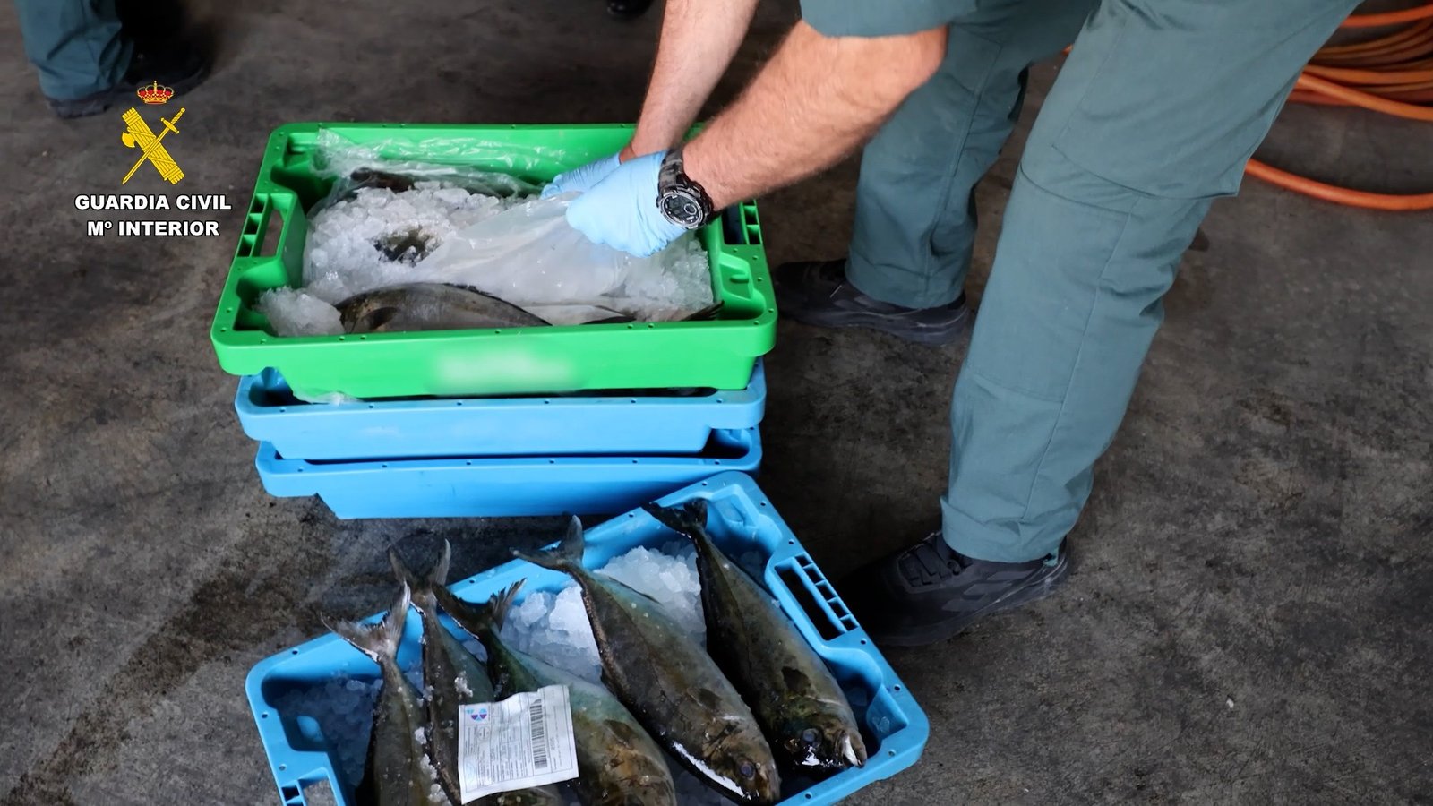Pescado robado