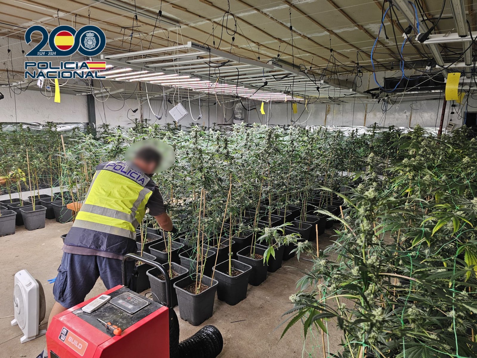 PLANTACIÓN marihuana