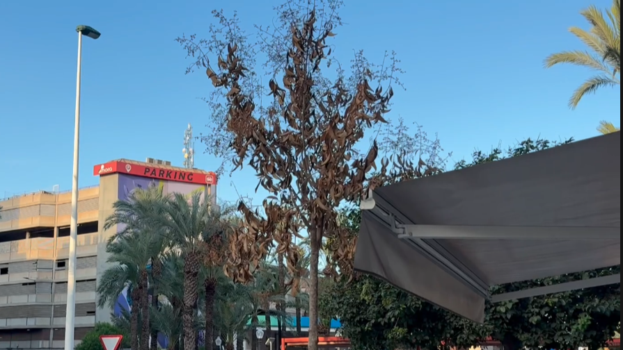 arbol seco