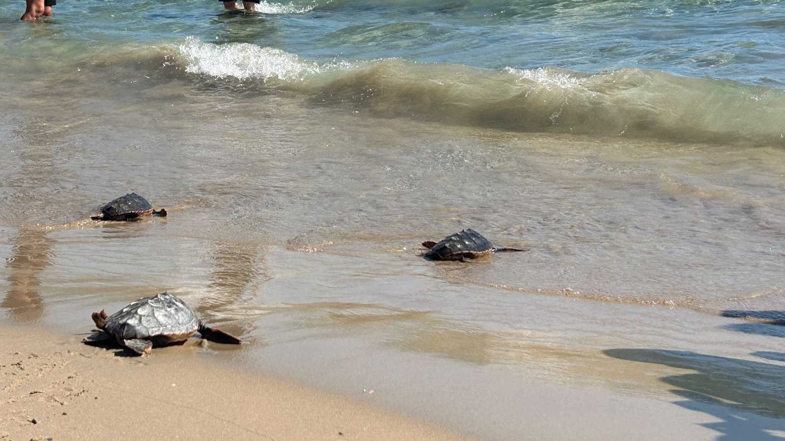 tortugas carabassi
